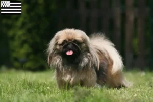 Lire la suite à propos de l’article Éleveurs de pékinois et chiots en Bretagne
