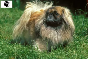 Lire la suite à propos de l’article Éleveurs de pékinois et chiots en Corse