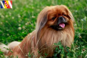 Lire la suite à propos de l’article Éleveurs de pékinois et chiots en Grand Est