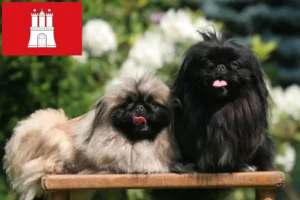 Lire la suite à propos de l’article Éleveurs de Pékinois et chiots à Hambourg