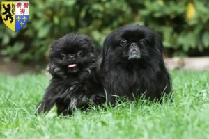 Lire la suite à propos de l’article Éleveurs de Pékinois et chiots en Hauts-de-France
