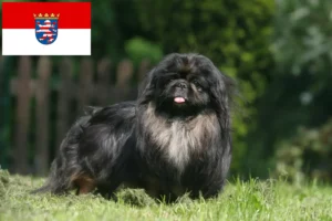 Lire la suite à propos de l’article Éleveurs de Pékinois et chiots en Hesse