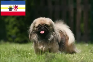 Lire la suite à propos de l’article Éleveurs de Pékinois et chiots dans le Mecklembourg-Poméranie occidentale