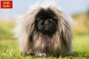 Lire la suite à propos de l’article Éleveurs de pékinois et chiots en Normandie