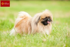 Lire la suite à propos de l’article Éleveurs de Pékinois et chiots en Occitanie