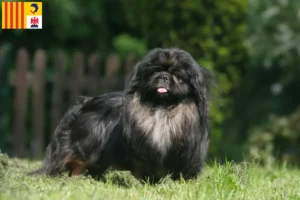 Lire la suite à propos de l’article Éleveurs de pékinois et chiots en Provence-Alpes-Côte d’Azur