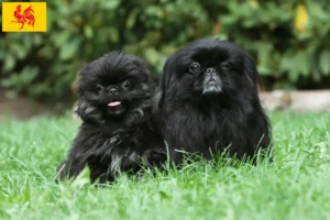 Lire la suite à propos de l’article Éleveurs de pékinois et chiots en Région wallonne