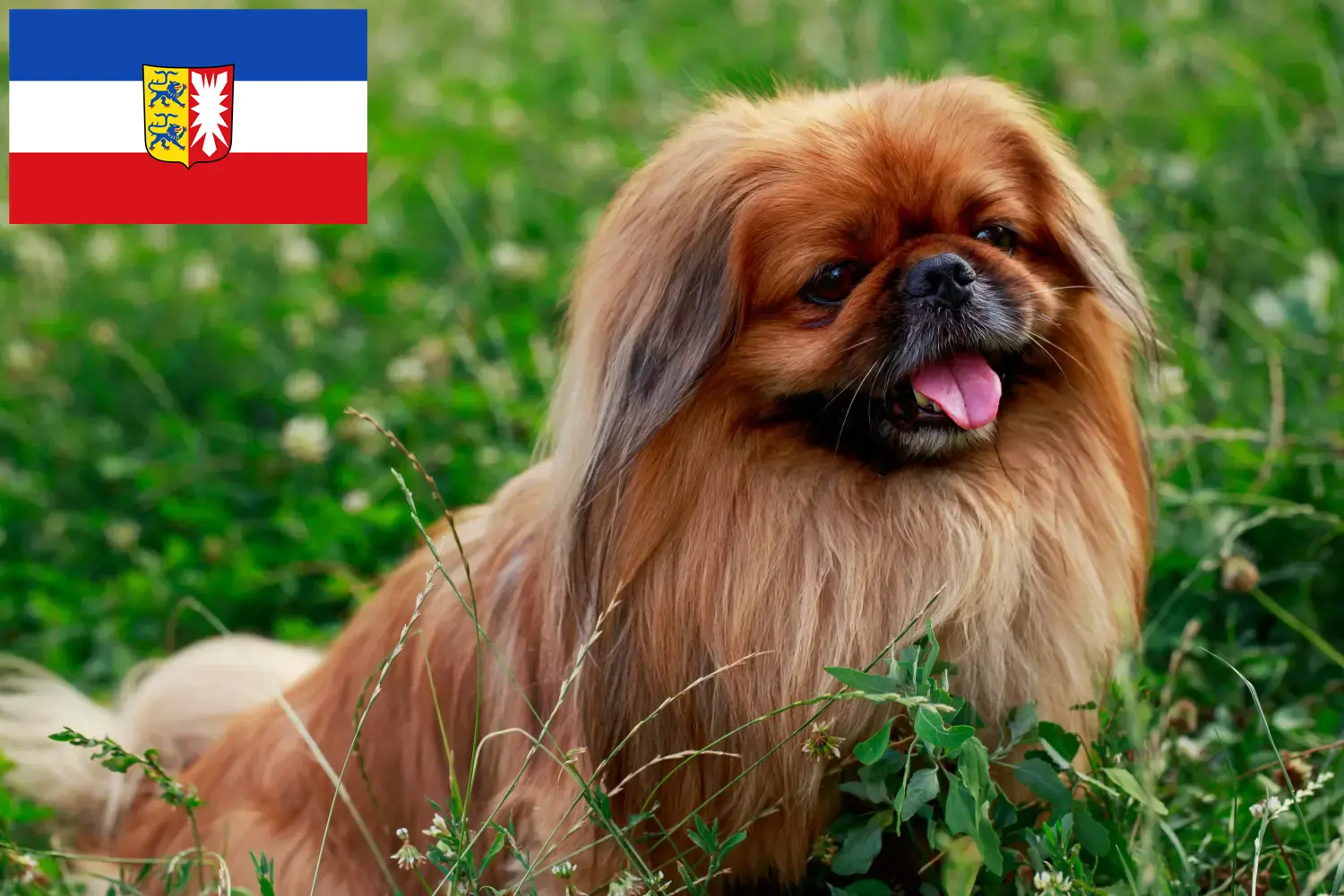 Chiots pékinois et éleveurs Schleswig-Holstein Ici, tu trouveras des éleveurs de Pékinois dans le Schleswig-Holstein.
