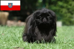 Lire la suite à propos de l’article Éleveurs de Pékinois et chiots en Thuringe