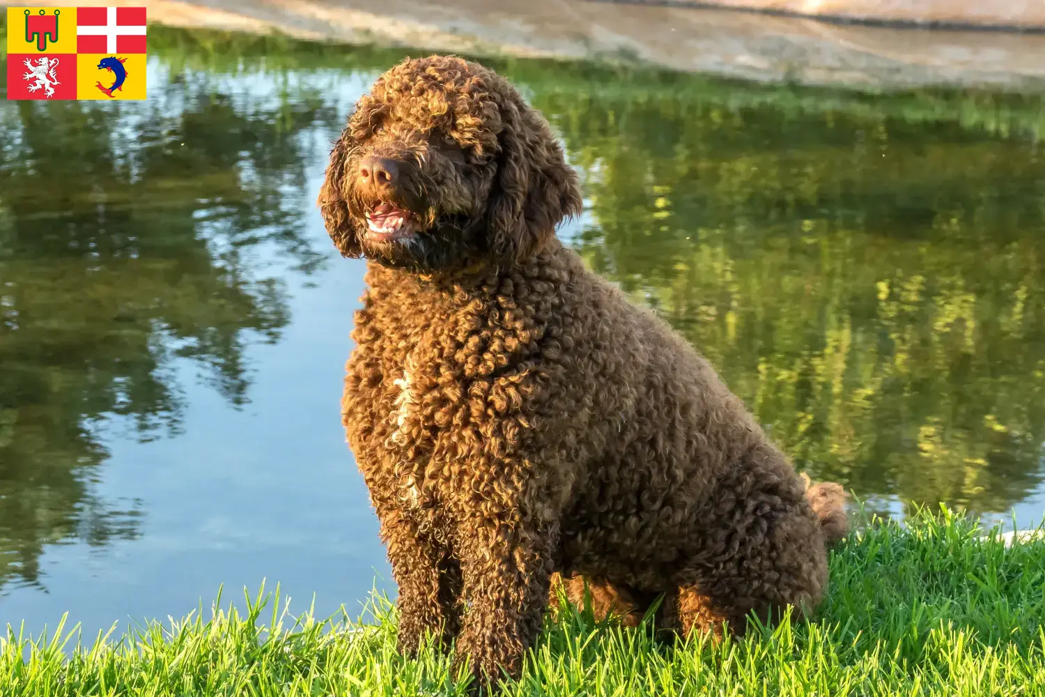 Perro de Agua Español chiots et éleveurs Auvergne-Rhône-Alpes Ici tu trouves des éleveurs de Perro de Agua Españols en Auvergne-Rhône-Alpes.