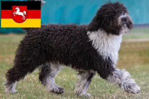 Lire la suite à propos de l’article Perro de Agua Español éleveurs et chiots en Basse-Saxe