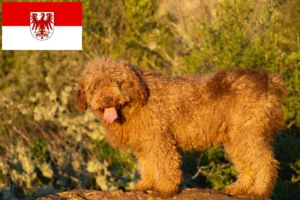 Lire la suite à propos de l’article Perro de Agua Español Éleveurs et chiots dans le Brandebourg