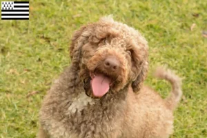Lire la suite à propos de l’article Perro de Agua Español éleveurs et chiots en Bretagne