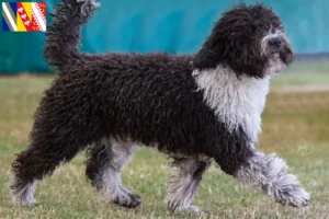 Lire la suite à propos de l’article Perro de Agua Español Éleveurs et chiots en Grand Est