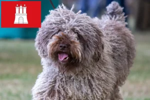 Lire la suite à propos de l’article Perro de Agua Español éleveurs et chiots à Hambourg