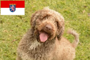 Lire la suite à propos de l’article Perro de Agua Español éleveurs et chiots en Hesse
