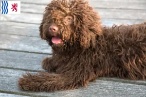 Lire la suite à propos de l’article Perro de Agua Español éleveurs et chiots en Nouvelle-Aquitaine