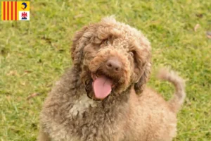 Lire la suite à propos de l’article Perro de Agua Español éleveurs et chiots en Provence-Alpes-Côte d’Azur