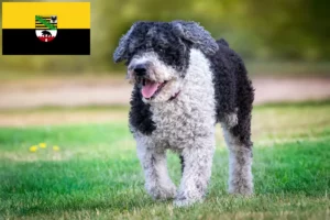 Lire la suite à propos de l’article Perro de Agua Español éleveurs et chiots en Saxe-Anhalt
