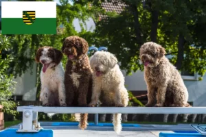 Lire la suite à propos de l’article Perro de Agua Español éleveurs et chiots en Saxe