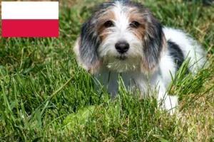 Lire la suite à propos de l’article Petit Basset Griffon Vendéen Éleveurs et chiots en Pologne