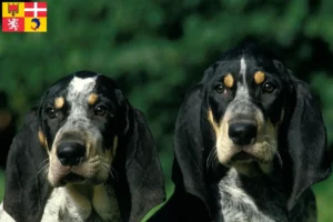Lire la suite à propos de l’article Petit Bleu de Gascogne Éleveurs et chiots en Auvergne-Rhône-Alpes