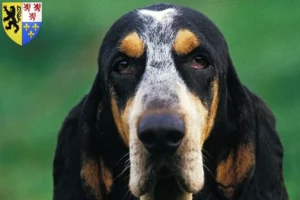 Lire la suite à propos de l’article Petit Bleu de Gascogne Éleveurs et chiots en Hauts-de-France