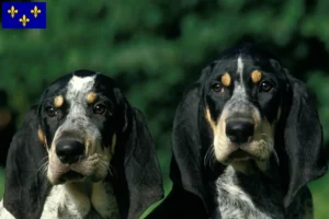 Lire la suite à propos de l’article Petit Bleu de Gascogne Éleveurs et chiots en Île-de-France