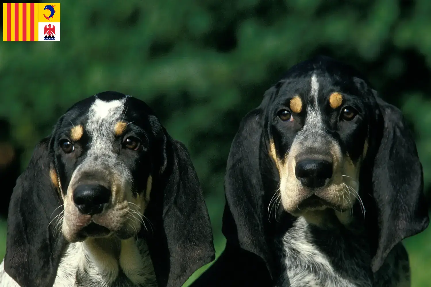 Petit Bleu de Gascogne Chiots et éleveurs Provence-Alpes-Côte d'Azur Ici, tu trouveras des éleveurs de Petit Bleu de Gascogne en Provence-Alpes-Côte d'Azur.