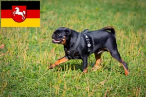 Lire la suite à propos de l’article Éleveurs de Petit Brabançon et chiots en Basse-Saxe