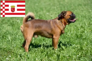 Lire la suite à propos de l’article Éleveurs de Petit Brabançon et chiots à Brême