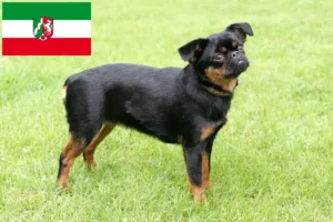 Lire la suite à propos de l’article Éleveurs de Petit Brabançon et chiots en Rhénanie-du-Nord-Westphalie
