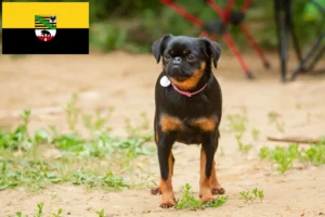 Lire la suite à propos de l’article Éleveurs de Petit Brabançon et chiots en Saxe-Anhalt