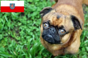 Lire la suite à propos de l’article Éleveurs de Petit Brabançon et chiots en Thuringe