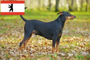 Lire la suite à propos de l’article Éleveurs de Pinscher allemands et chiots à Berlin