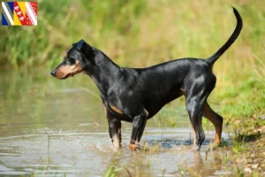 Lire la suite à propos de l’article Éleveurs de Pinscher allemands et chiots en Grand Est