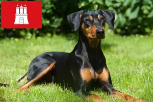 Lire la suite à propos de l’article Éleveurs de Pinscher allemands et chiots à Hambourg