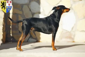 Lire la suite à propos de l’article Éleveurs de Pinscher allemands et chiots en Hauts-de-France