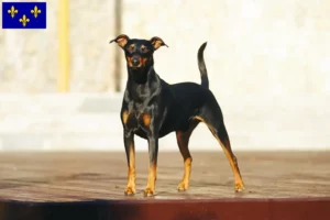 Lire la suite à propos de l’article Éleveurs de Pinscher allemands et chiots en Île-de-France