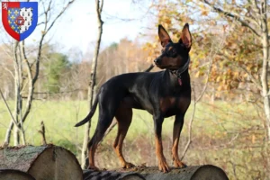Lire la suite à propos de l’article Éleveurs de Pinscher allemands et chiots en Pays de la Loire