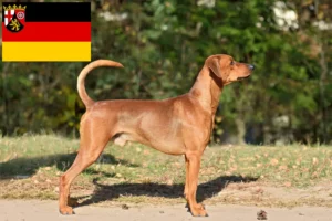 Lire la suite à propos de l’article Éleveurs de Pinscher allemands et chiots en Rhénanie-Palatinat