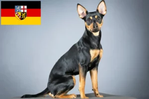 Lire la suite à propos de l’article Éleveurs de Pinscher allemands et chiots en Sarre