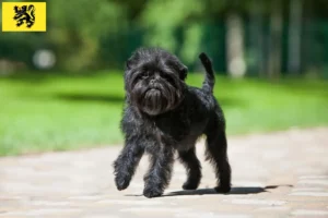 Lire la suite à propos de l’article Éleveurs de Pinscher et chiots en Flandre