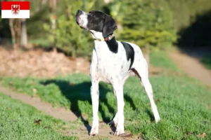 Lire la suite à propos de l’article Pointer anglais éleveurs et chiots dans le Brandebourg
