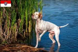 Lire la suite à propos de l’article Pointer anglais éleveurs et chiots en Hesse