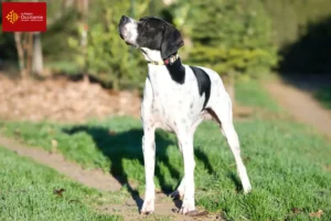 Lire la suite à propos de l’article Éleveurs de pointers anglais et chiots en Occitanie