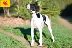 Lire la suite à propos de l’article Pointer anglais éleveurs et chiots en Région wallonne
