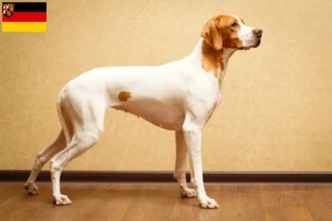 Lire la suite à propos de l’article Pointer anglais éleveurs et chiots en Rhénanie-Palatinat