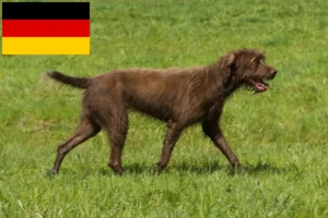 Lire la suite à propos de l’article Éleveurs de caniches pointers et chiots en Allemagne