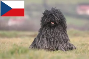 Lire la suite à propos de l’article Éleveurs de Puli et chiots en République tchèque